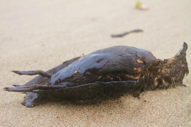 Hundreds of dead oiled birds lie on the shoreline | Gemz Photography